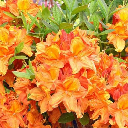 Азалия гибридная Гловинг Эмберс