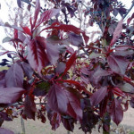 Яблоня Роялти (Malus Royalty)