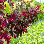 Яблоня Роялти (Malus Royalty)