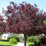 Яблоня Роялти (Malus Royalty)