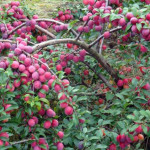 Алыча Кубанская комета Алыча Кубанская комета