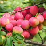 Алыча Кубанская комета Алыча Кубанская комета