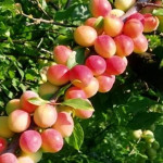 Алыча Кубанская комета Алыча Кубанская комета