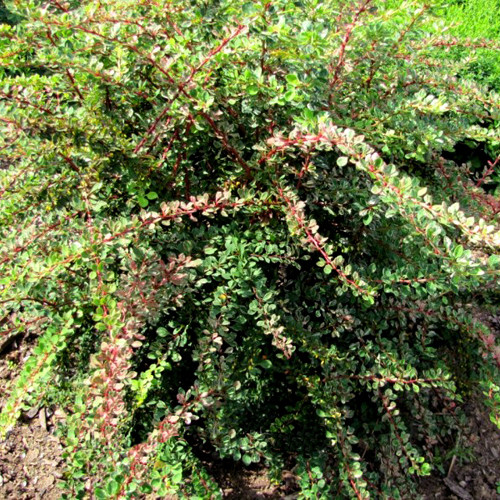 Барбарис Тунберга Стар Берст 