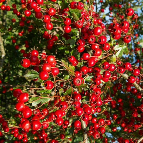 Боярышник кроваво-красный 'Crataegus sanguinea'