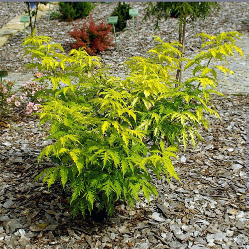 Бузина красная Сазерленд Голд `Sutherland Gold`