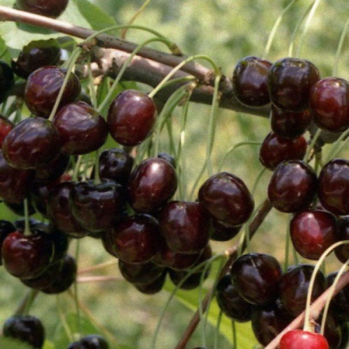 Черешня Ленинградская 