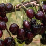 Черешня Ленинградская 