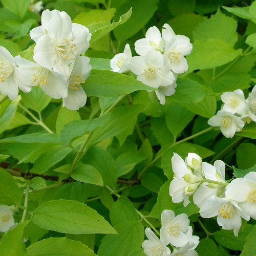 Чубушник венечный Ауреус 'Aureus`