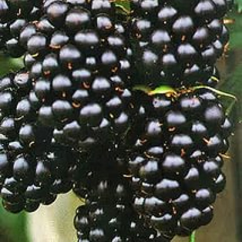 Ежевика Блэк Сатин 'Black Satin'