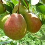 Груша Северянка краснощекая 