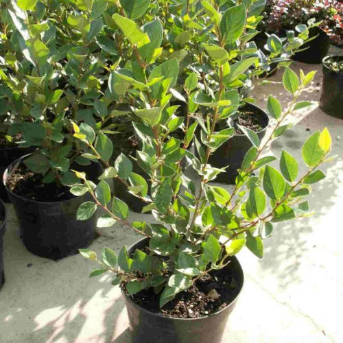 Кизильник блестящий Cotoneaster lucidus