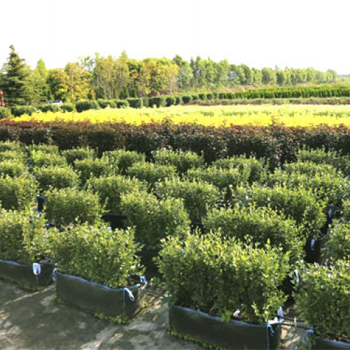 Кизильник блестящий 'Cotoneaster lucidus'