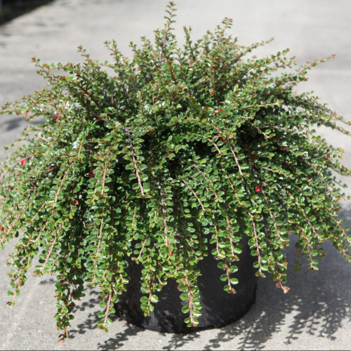 Кизильник горизонтальный 'Cotoneaster horizontalis'