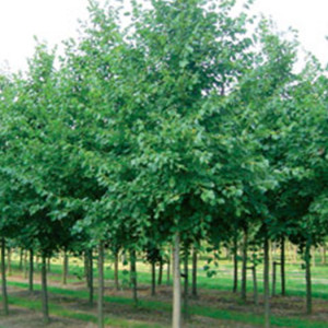 Липа мелколистная 'Tilia cordata'
