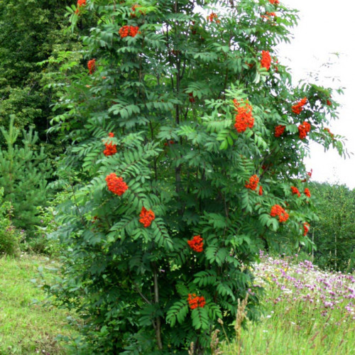 Рябина Кустовая 'Sorbus aucuparia'