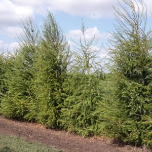 Лиственница европейская 'Larix decidua'