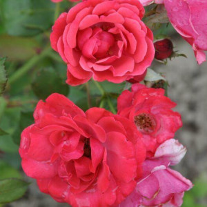 Роза парковая Лихтерло 