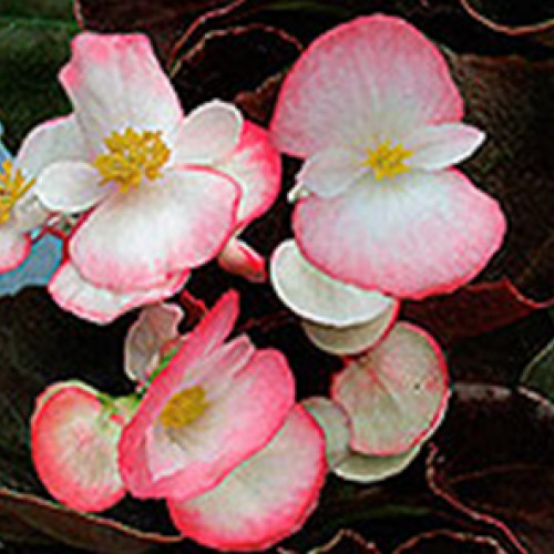 бегония вечноцветущая (бронзовая листва)   begonia sempreflorens