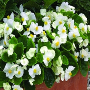 бегония вечноцветущая  (зеленая листва) begonia sempreflorens