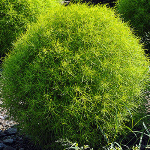 кохия веничная Kochia scoparia