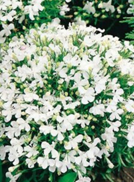 лобелия ежевидная Lobelia erinus