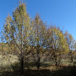 Липа мелколистная кустовая 'Tilia cordata'