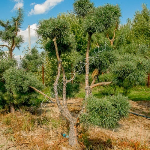 Cосна обыкновенная 'Pinus silvestris'