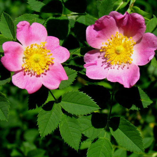 Роза каролина 