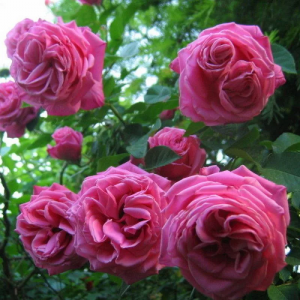 Роза Плетистая 