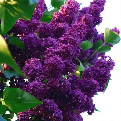 Сирень обыкновенная Людвиг Шпет Сирень обыкновенная Людвиг Шпет