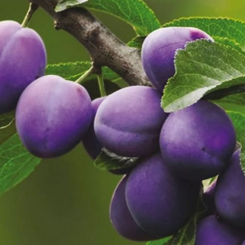 Слива Фиолетовая