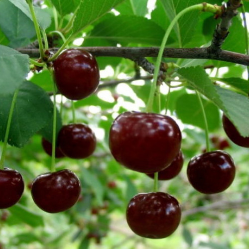 Вишня Харитоновская 