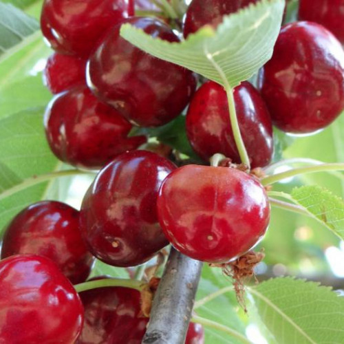 Вишня Тургеневская 