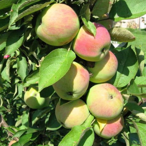 Яблоня колоновидная Президент Яблоня колоновидная Президент