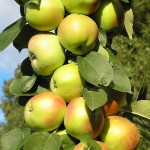 Яблоня колоновидная Президент Яблоня колоновидная Президент