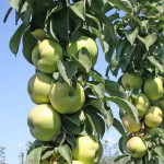 Яблоня колоновидная Президент Яблоня колоновидная Президент