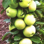 Яблоня колоновидная Президент Яблоня колоновидная Президент